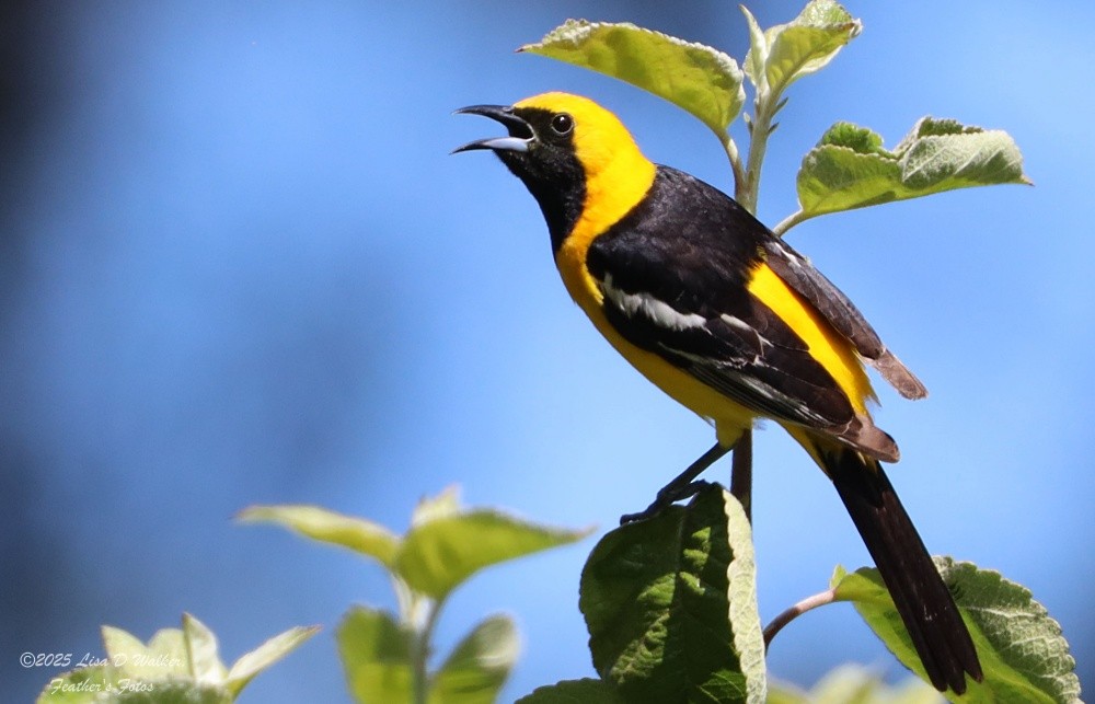 Hooded Oriole - ML638513266