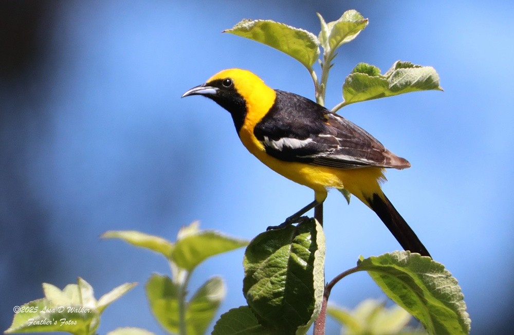 Hooded Oriole - ML638513267
