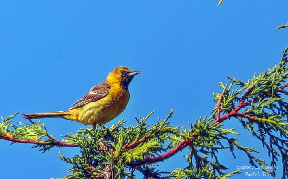 Hooded Oriole - ML638513268