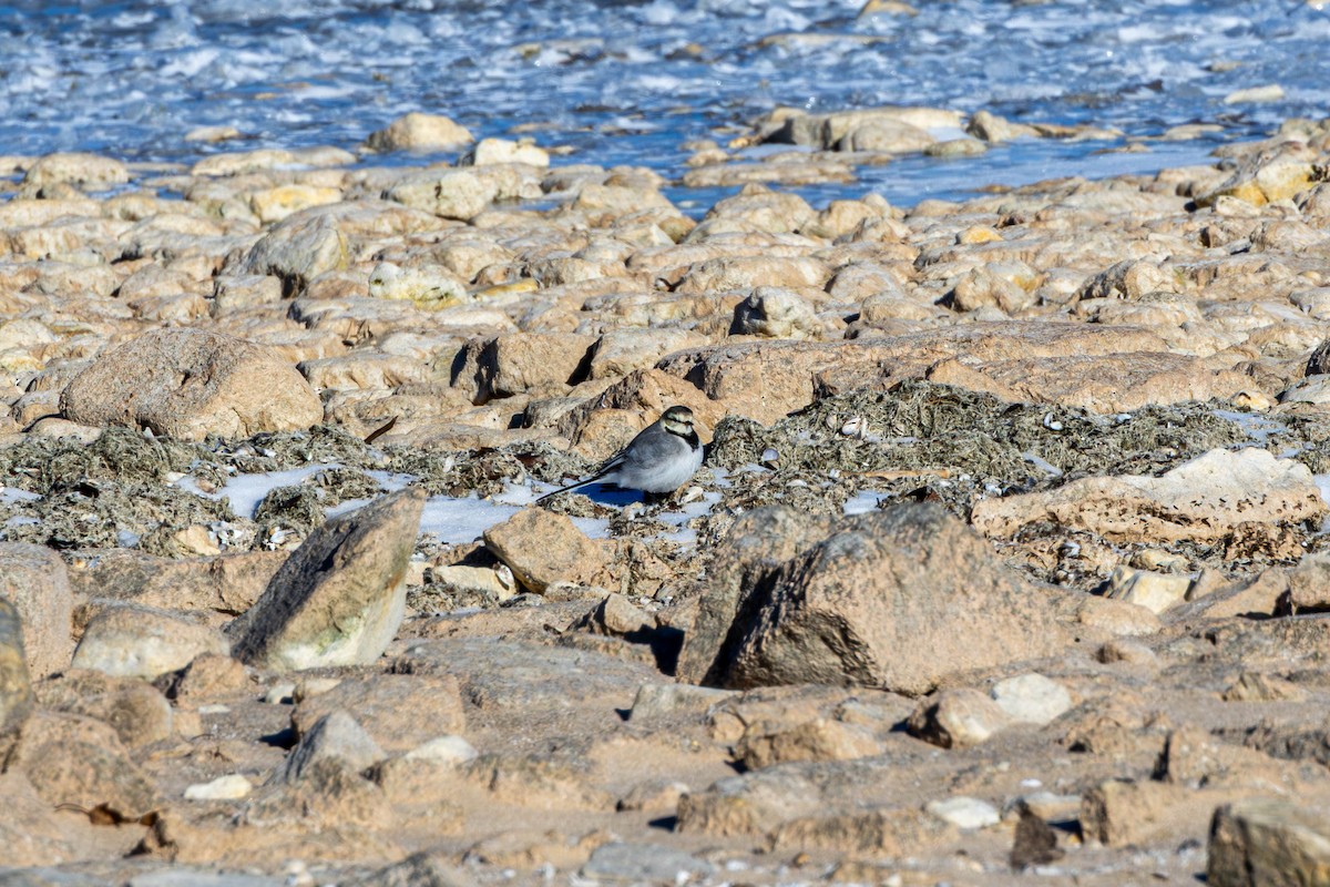 White Wagtail - ML638513382
