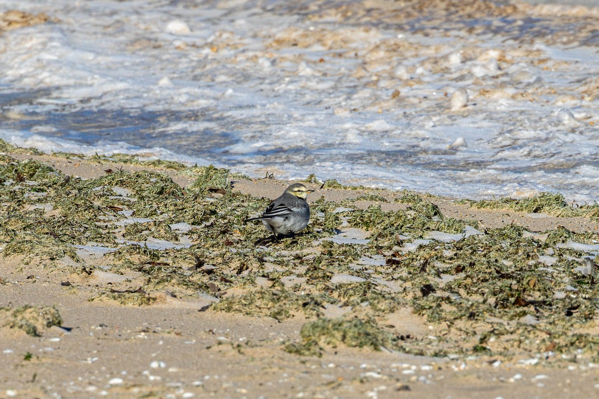 White Wagtail - ML638513383