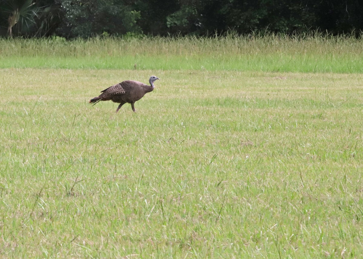 Wild Turkey - ML638513409