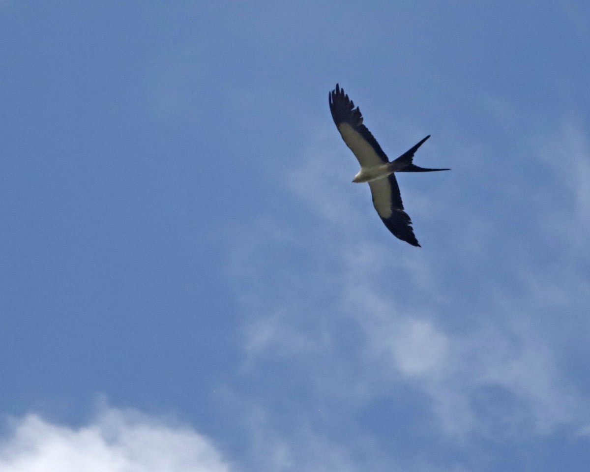 Swallow-tailed Kite - ML638513436