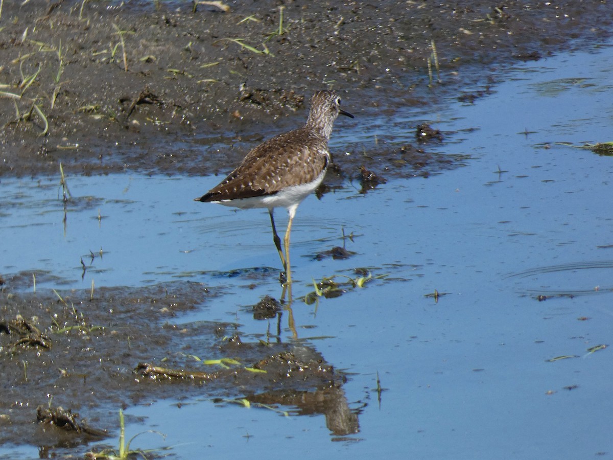 Einsiedelwasserläufer - ML638513438