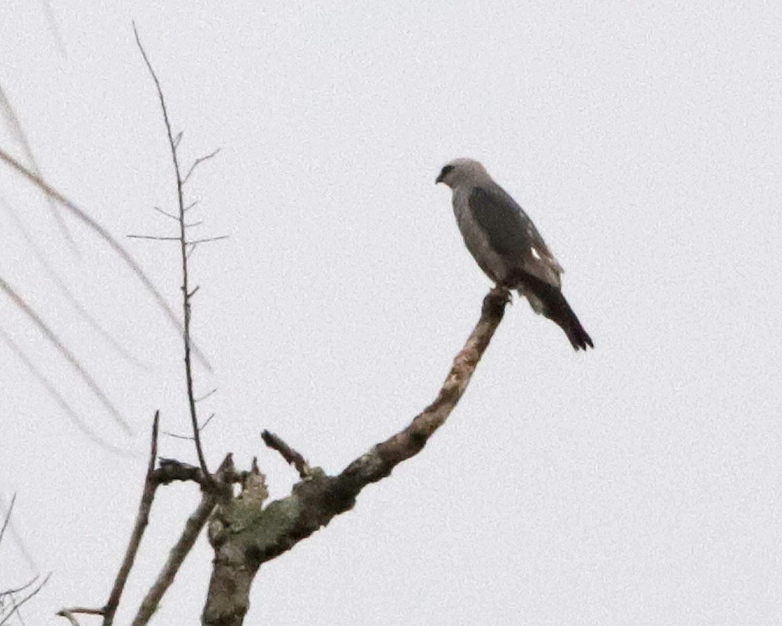 Mississippi Kite - ML638513439