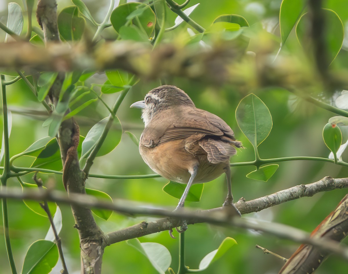 Isthmian Wren - ML638513441