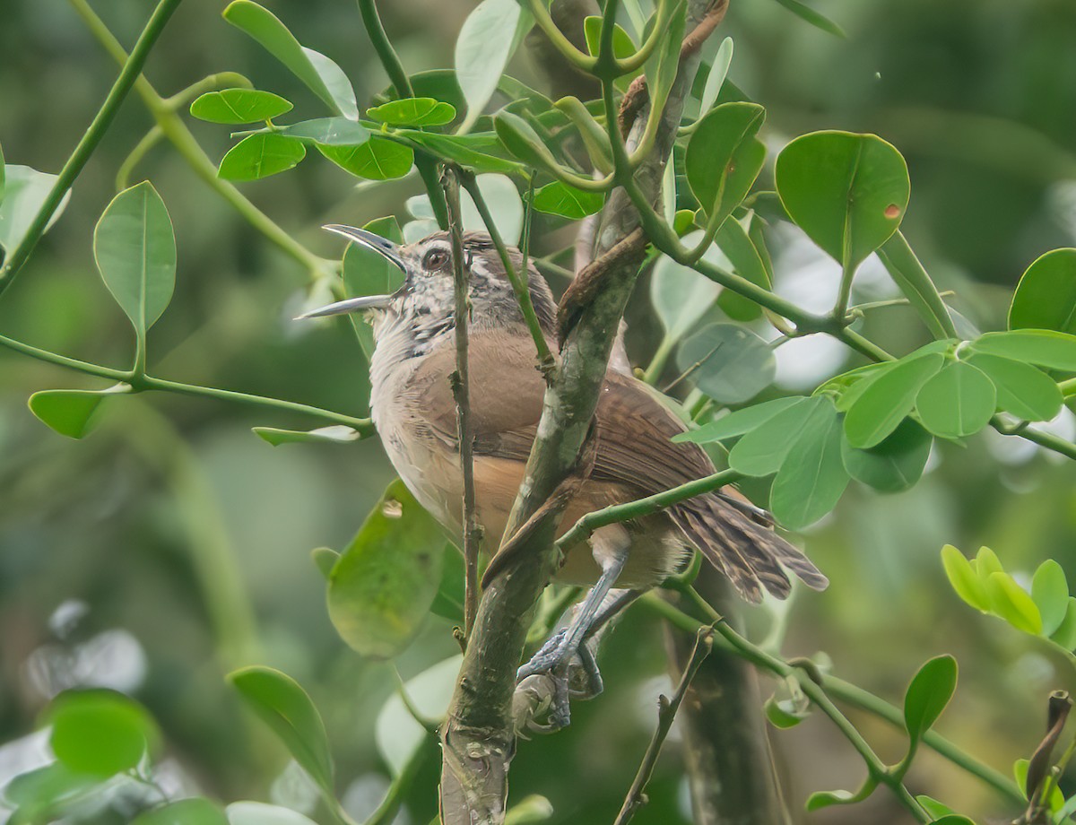 Isthmian Wren - ML638513443