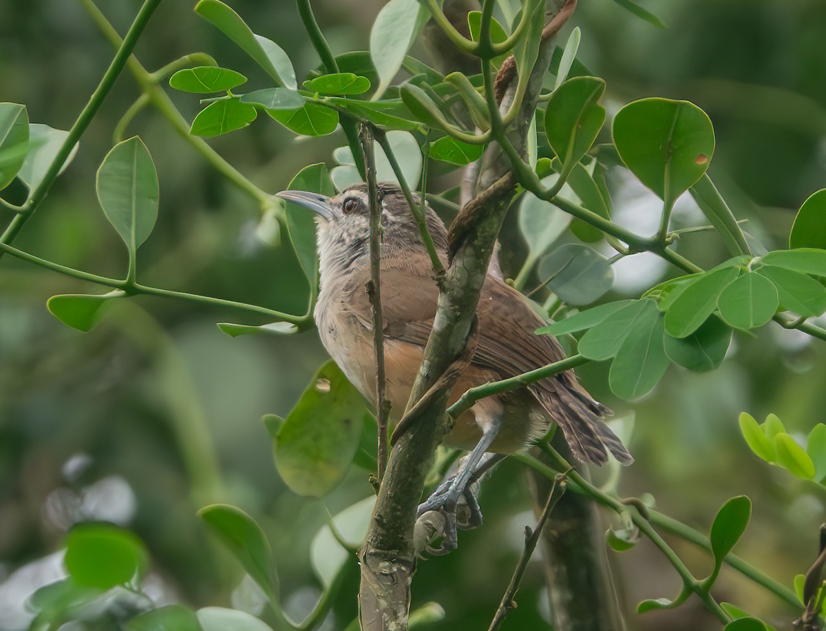 Isthmian Wren - ML638513445