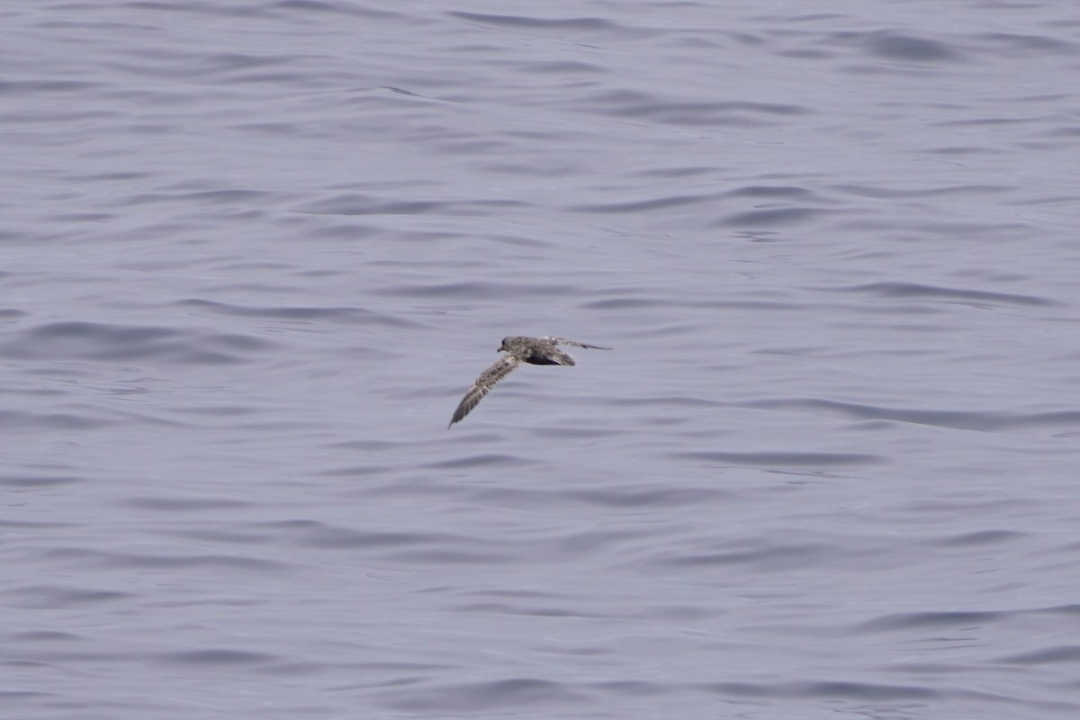 Northern Fulmar - ML638513446