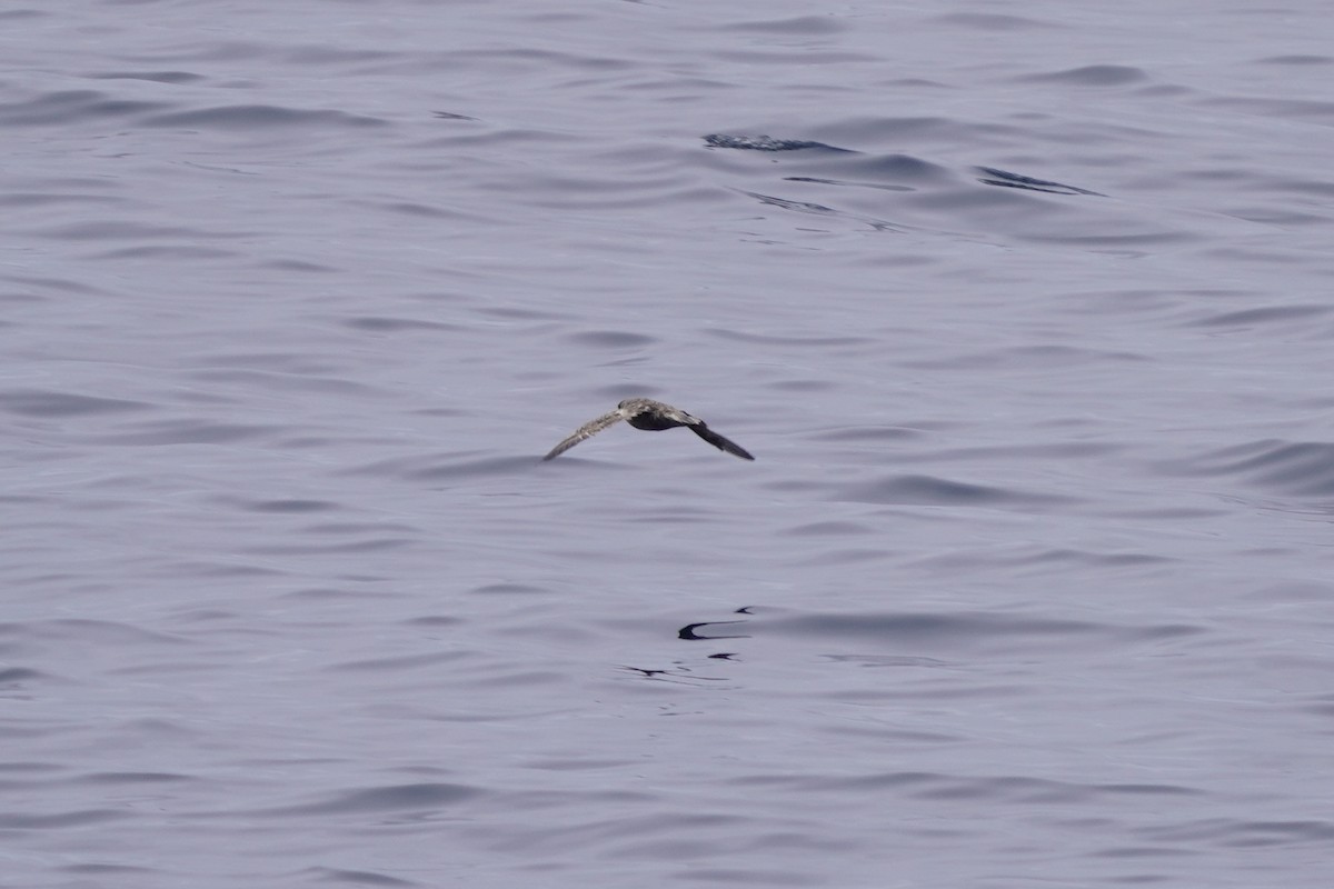 Northern Fulmar - ML638513448
