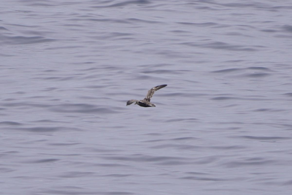 Northern Fulmar - ML638513449