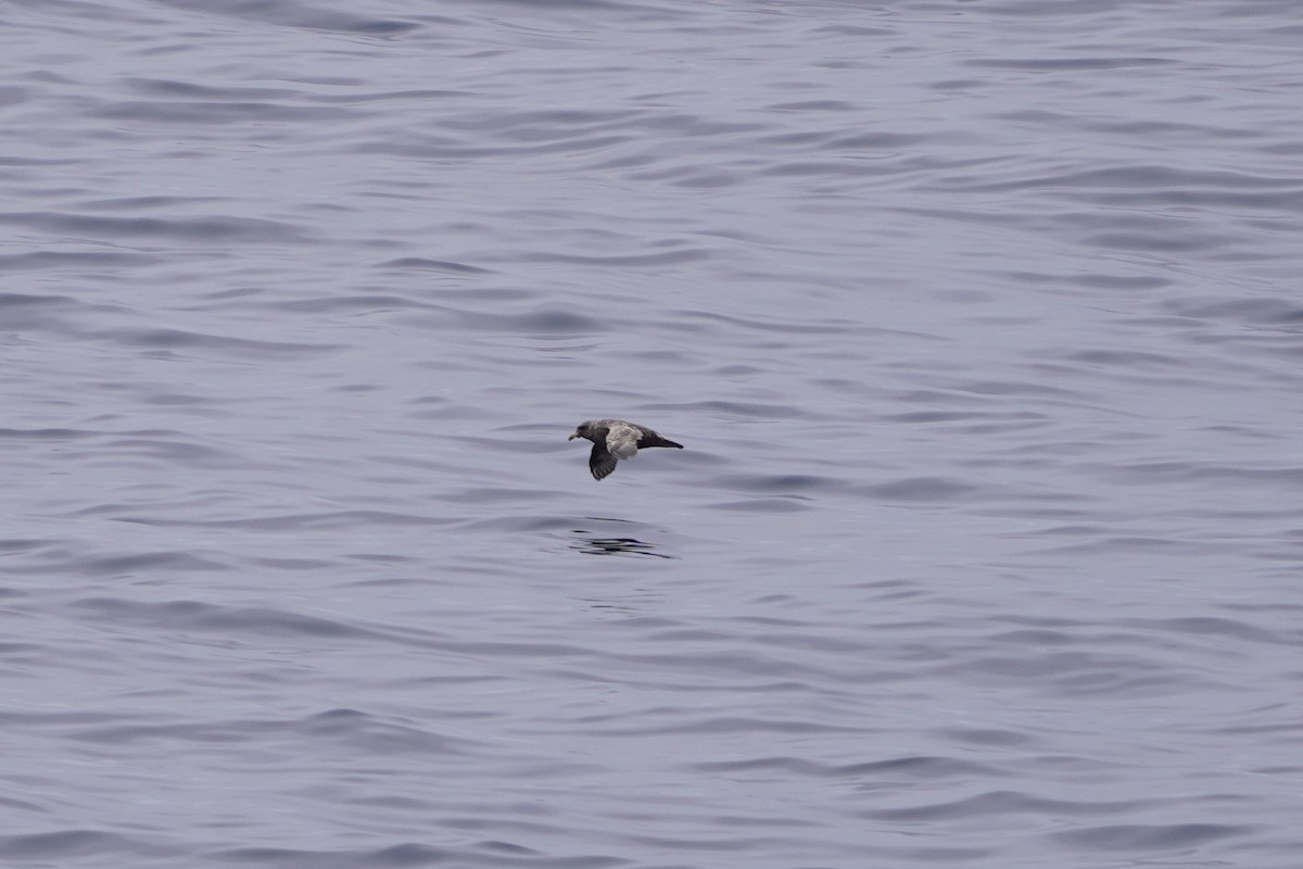 Northern Fulmar - ML638513450