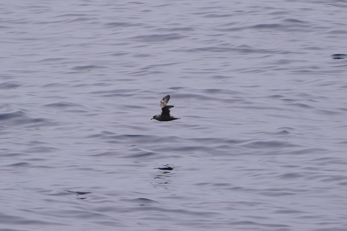 Northern Fulmar - ML638513451