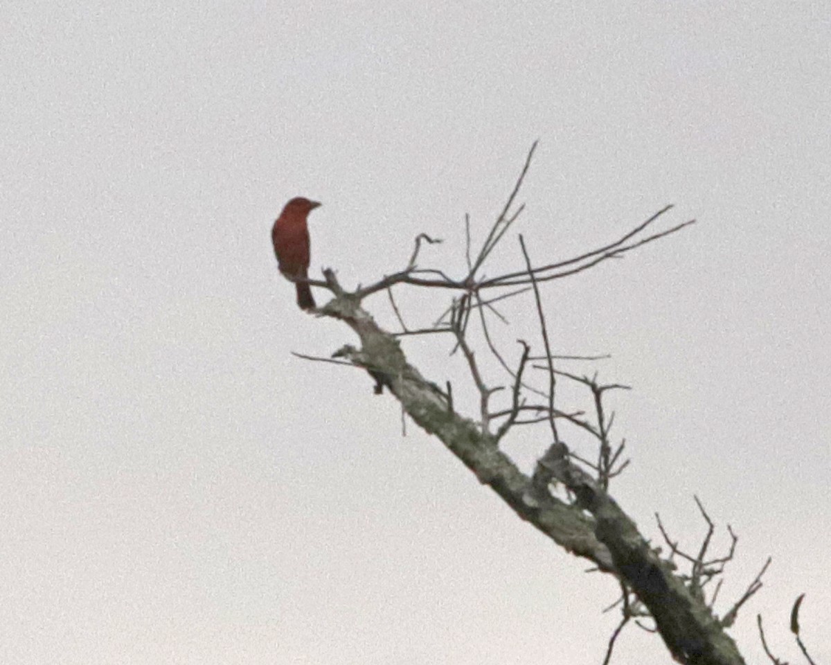 Summer Tanager - ML638513463