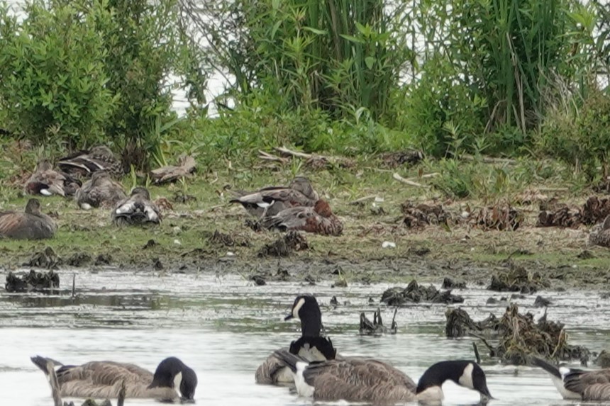 Eurasian Wigeon - ML638513475