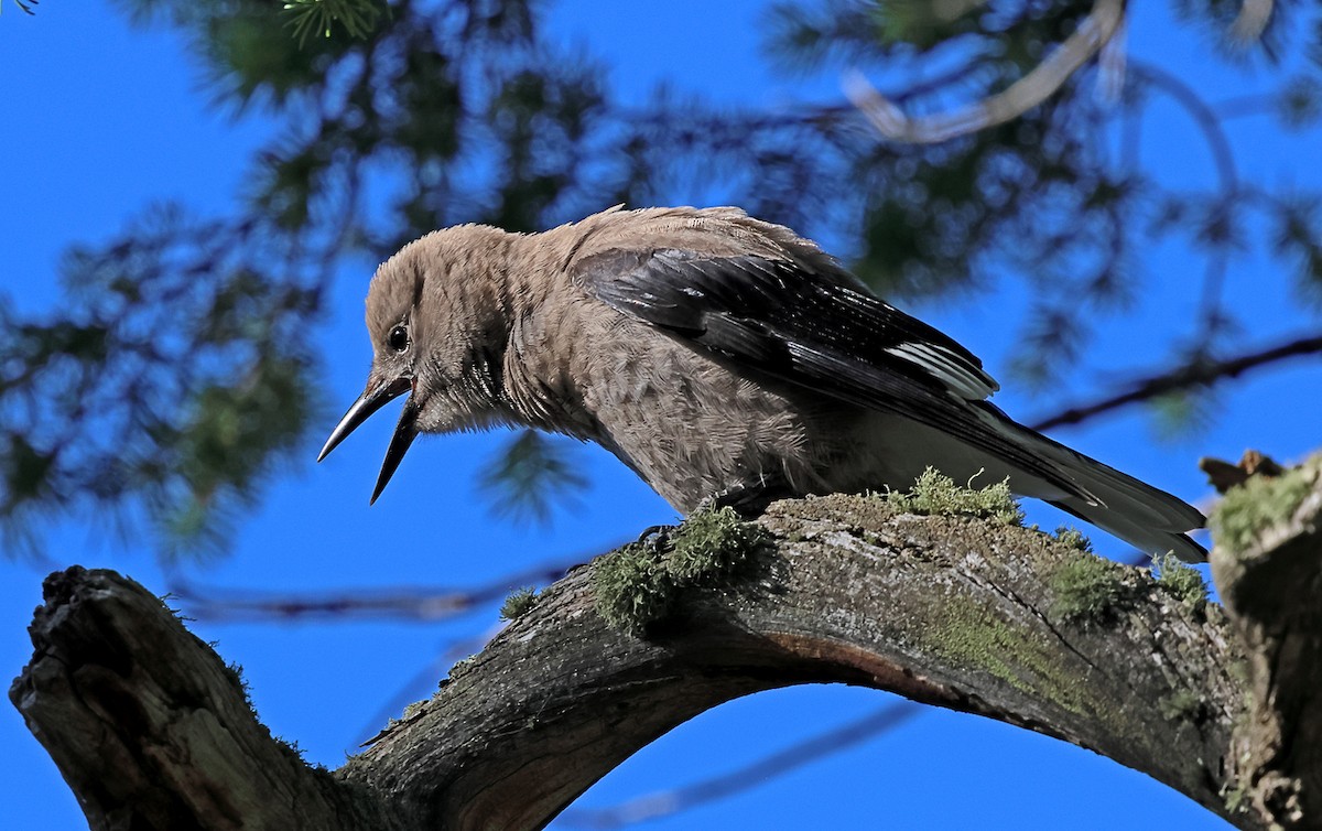 Clark's Nutcracker - ML638513562