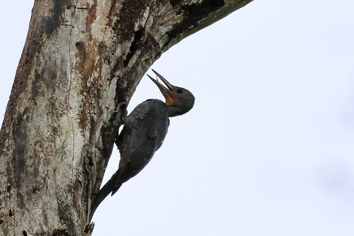 Great Slaty Woodpecker - ML638513564