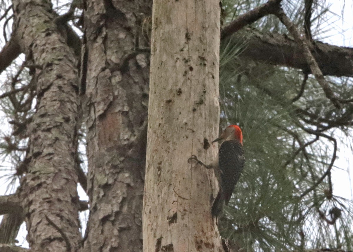 Red-bellied Woodpecker - ML638513612
