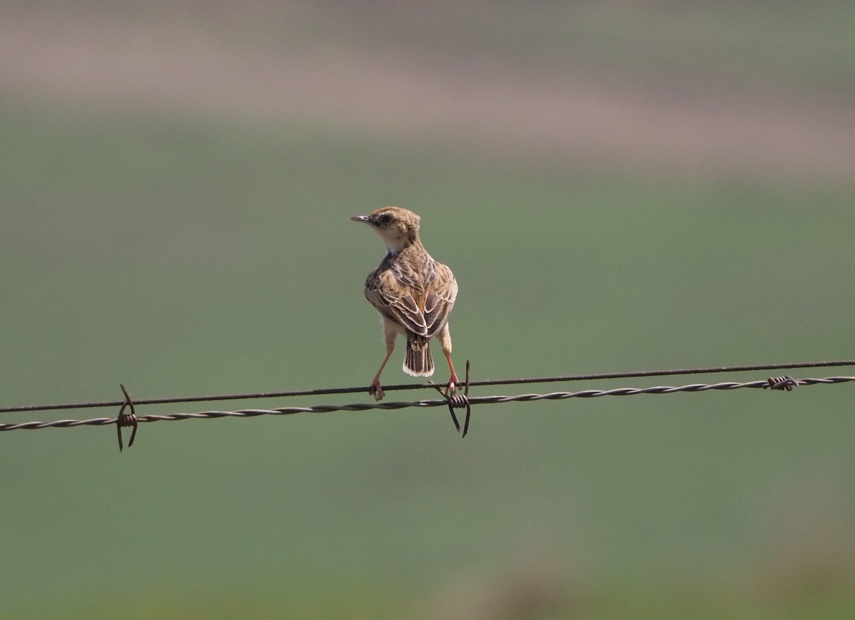 Cloud Cisticola - ML638513632