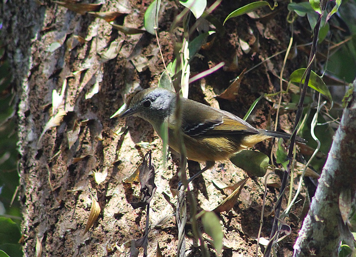Variable Antshrike - ML638513643