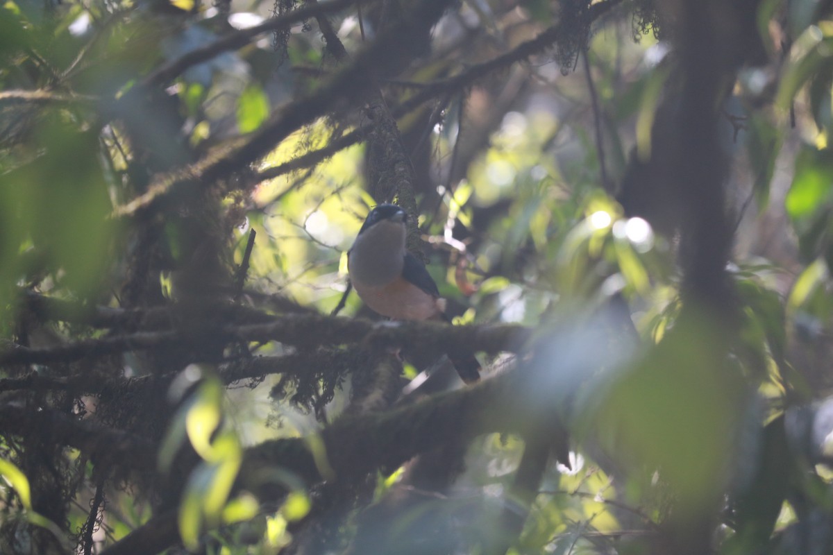 Black-headed Shrike-Babbler - ML638513658