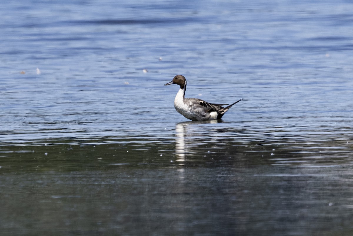 Northern Pintail - ML638513730