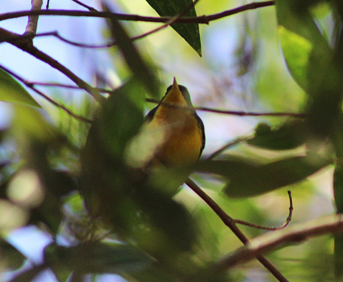 Tropical Parula - ML638513756