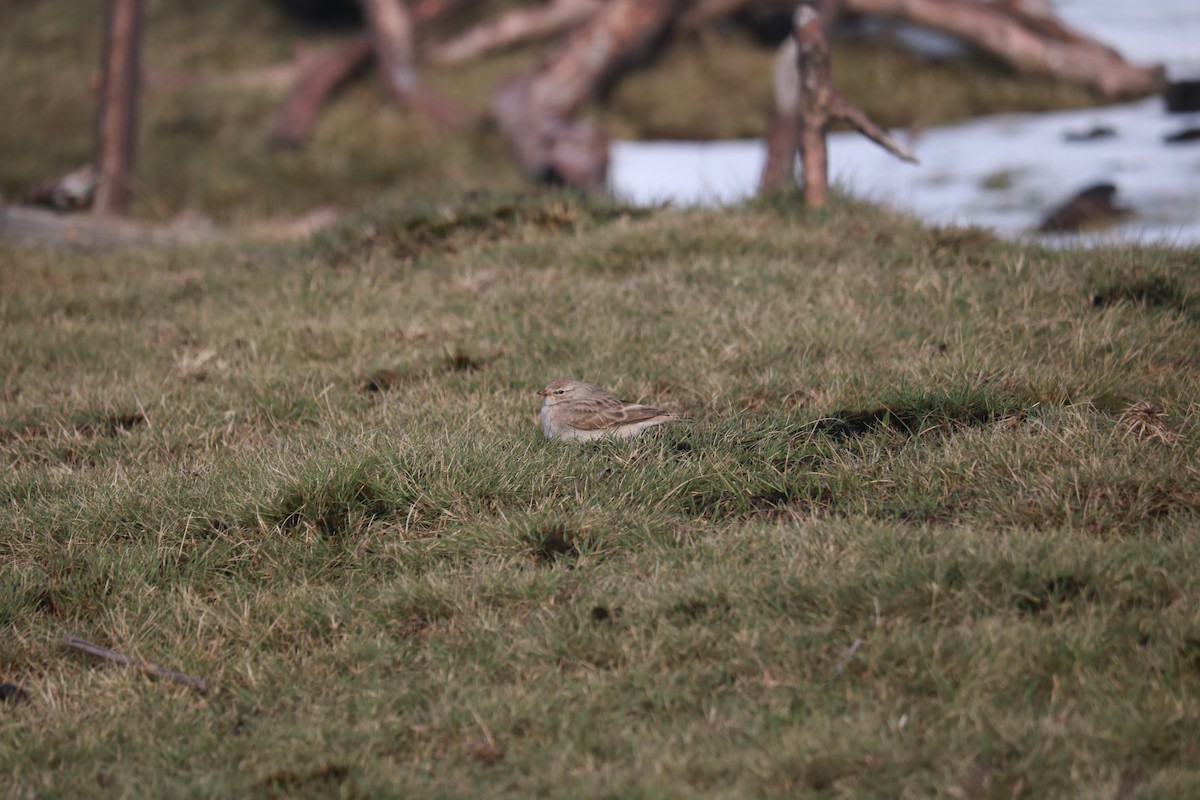 Hume's Lark - ML638513764