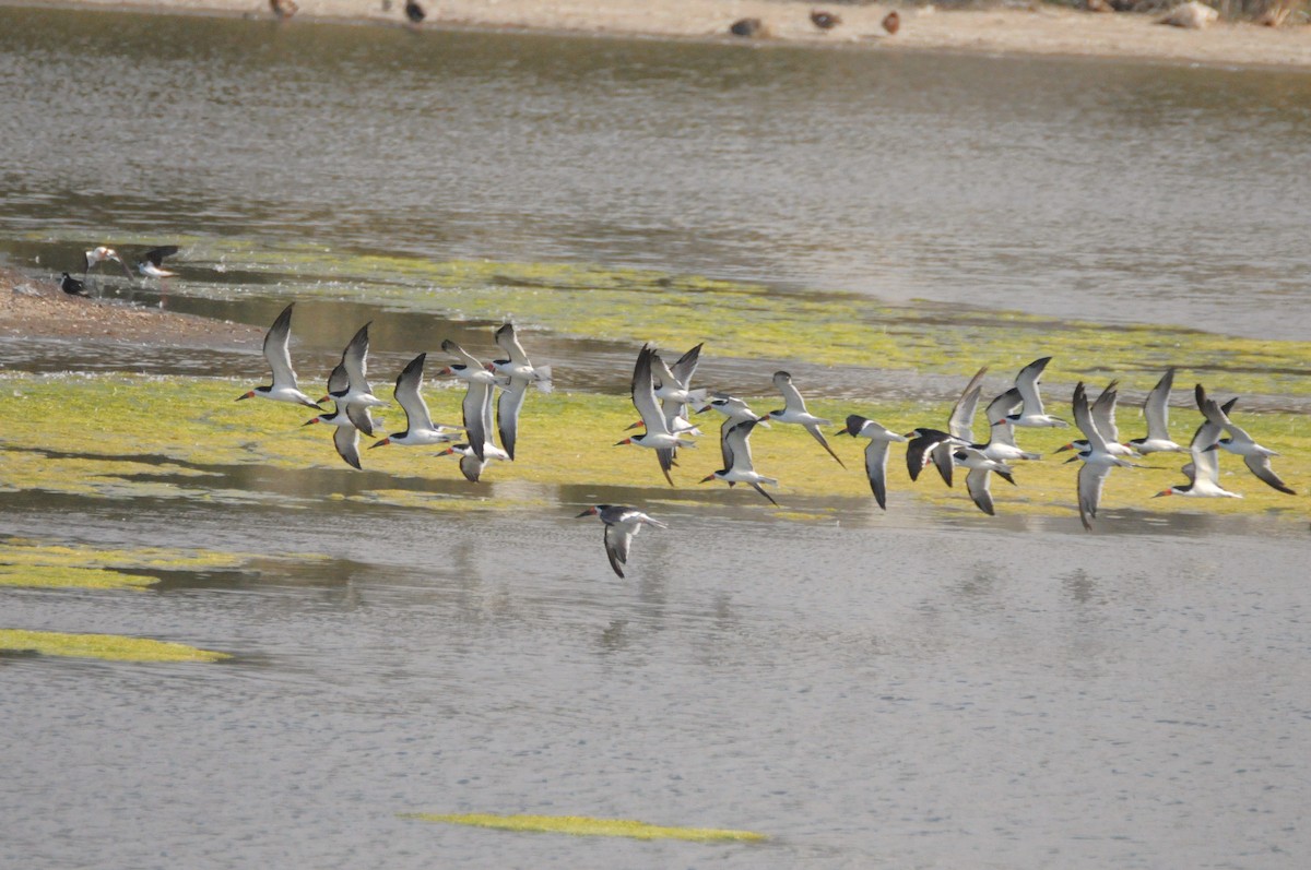 Black Skimmer - ML638513804