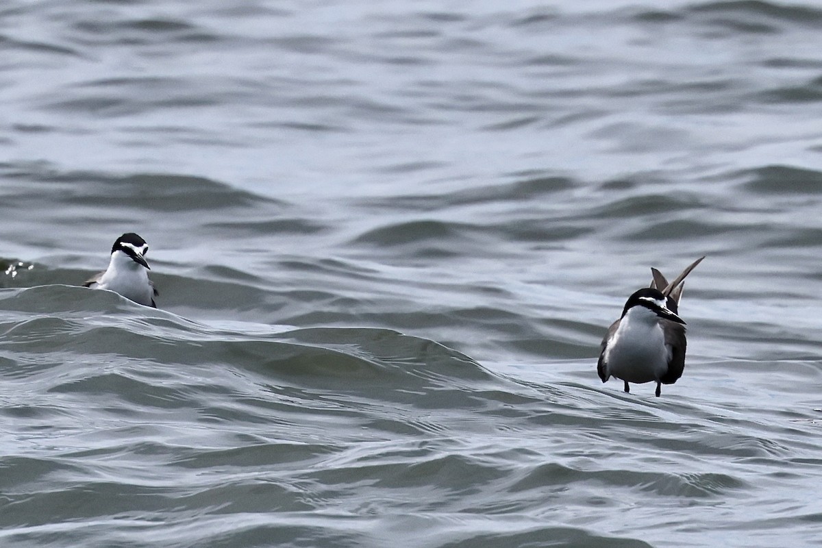 Bridled Tern - ML638513809