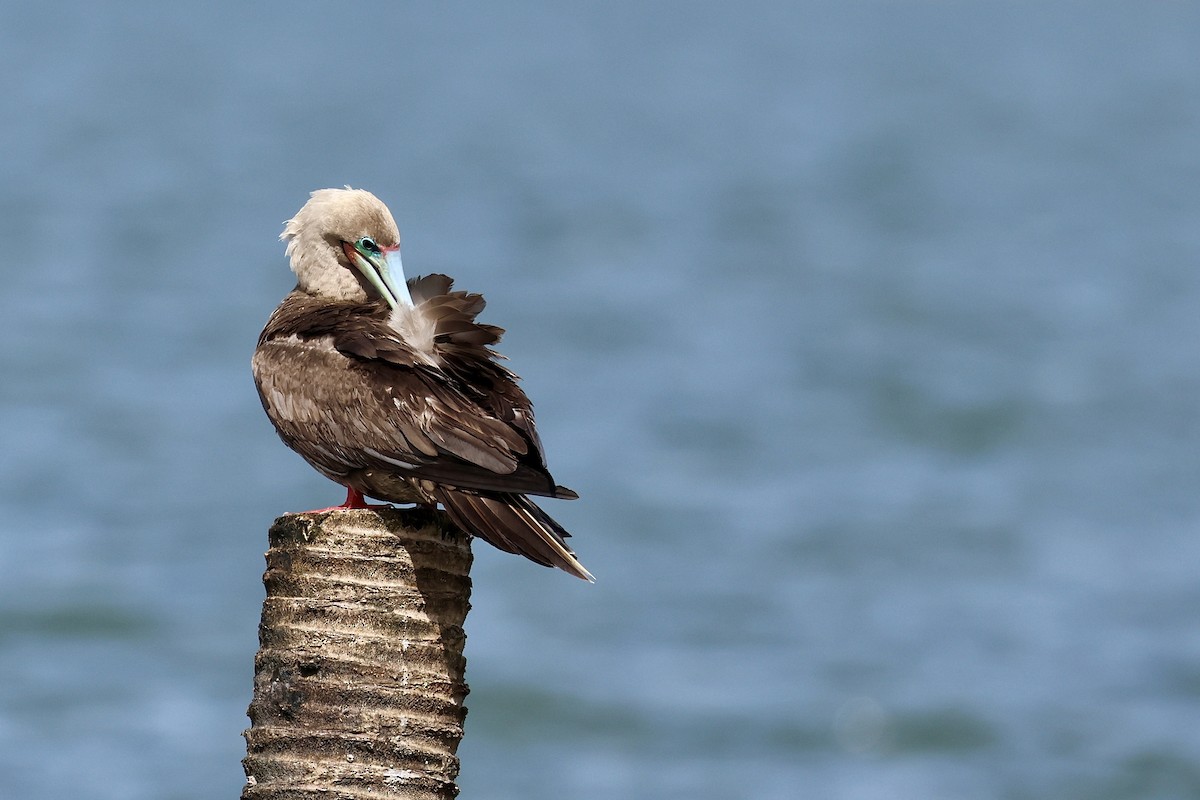 Red-footed Booby - ML638513833