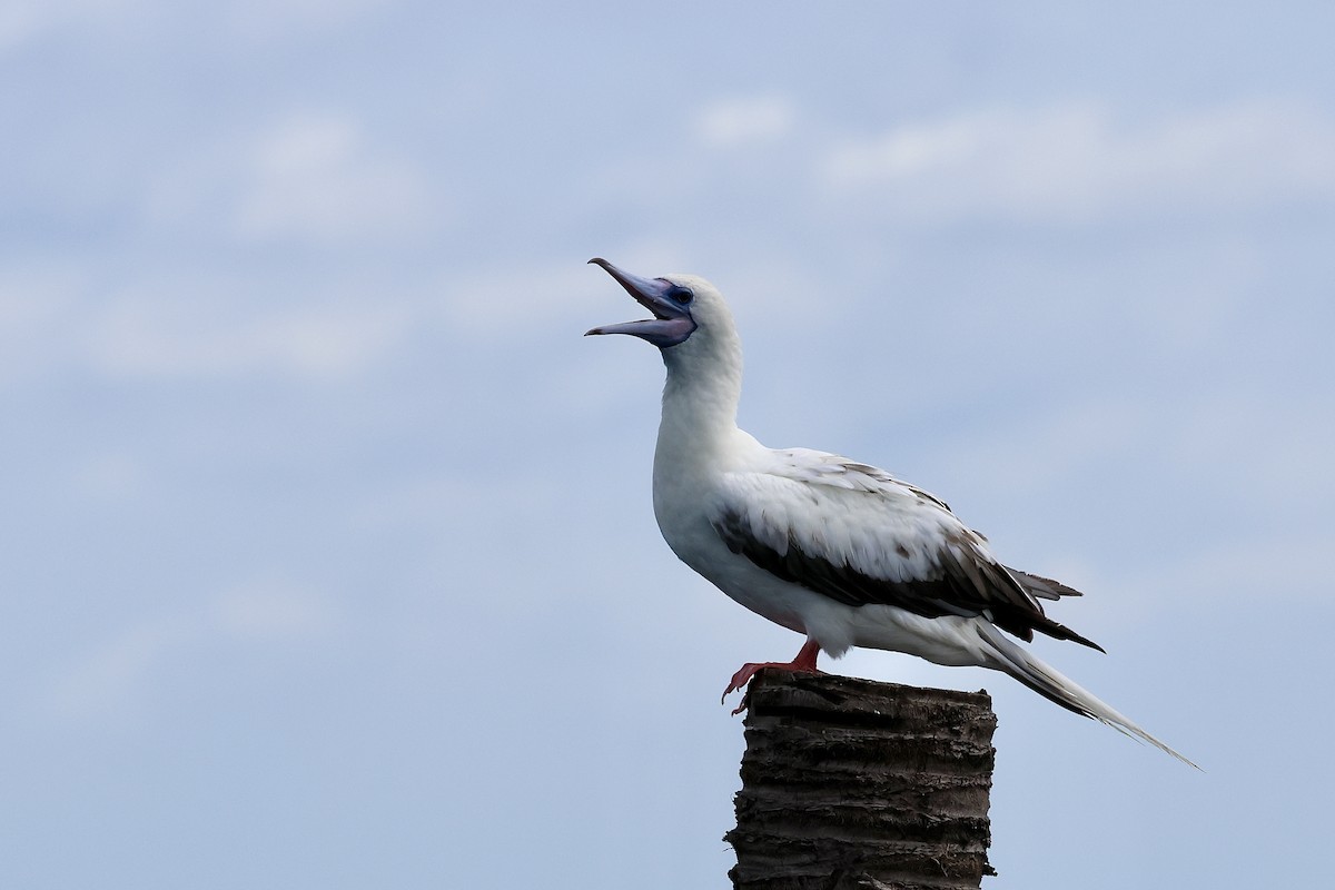 Red-footed Booby - ML638513834
