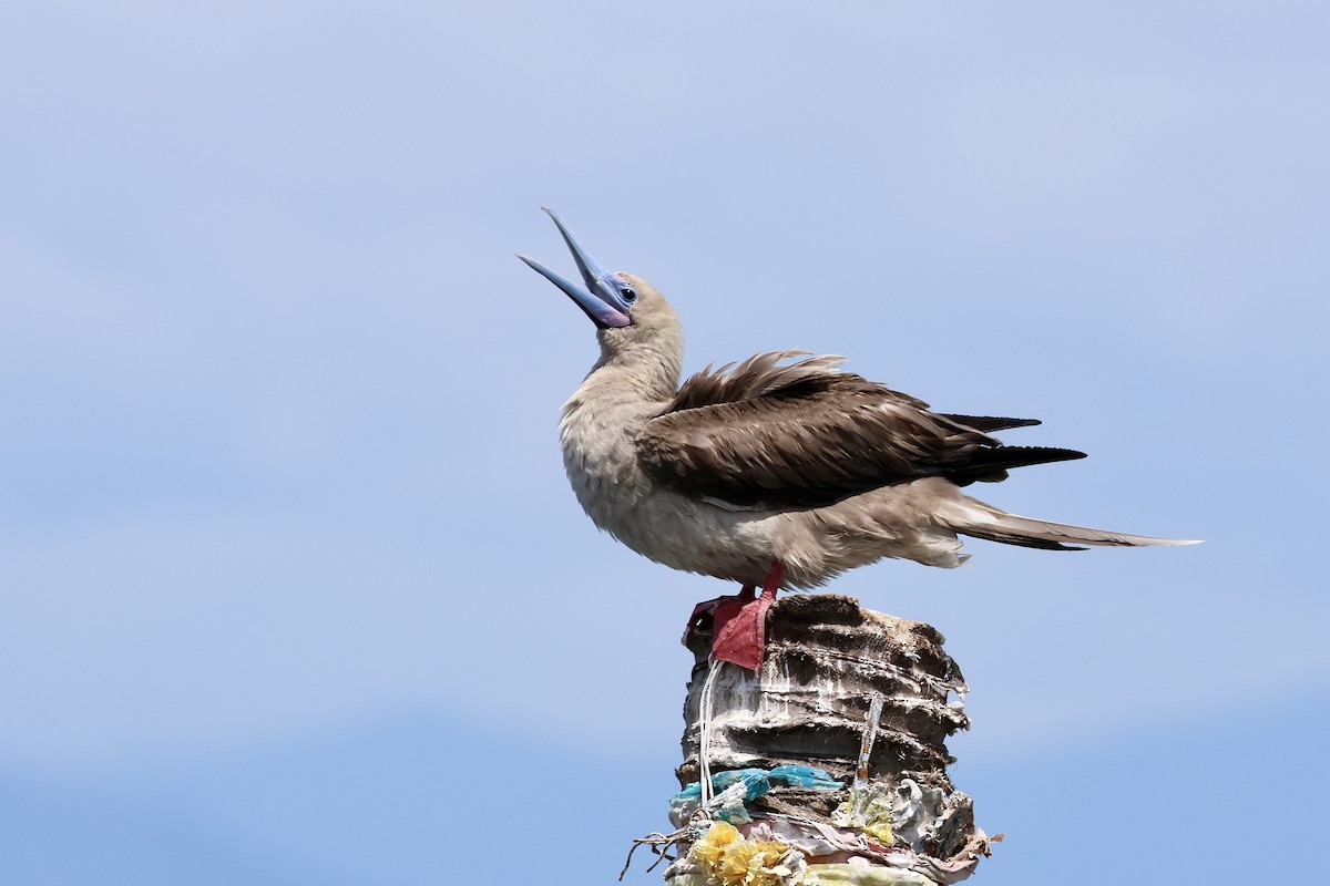 Red-footed Booby - ML638513835