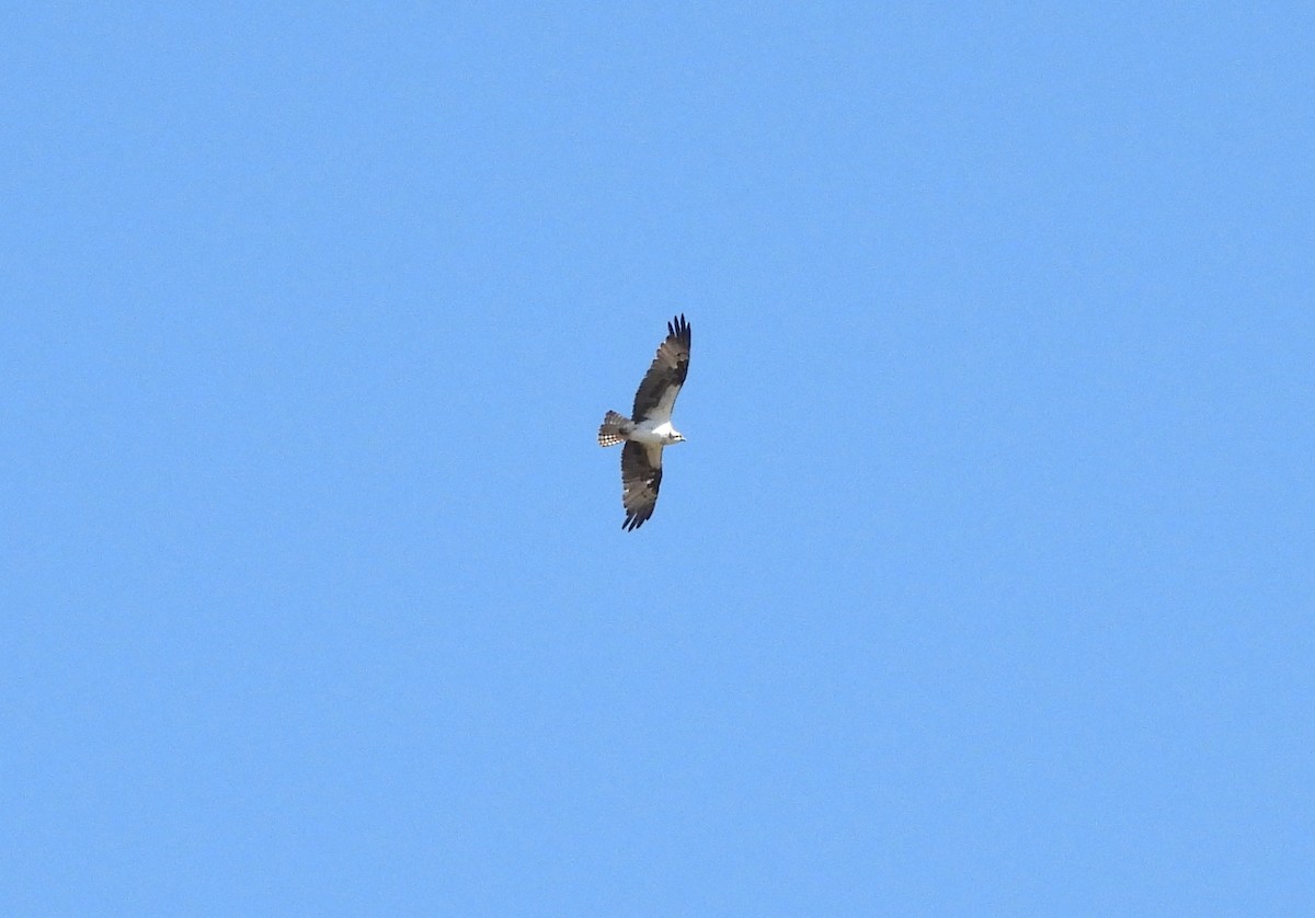Osprey - ML638513840