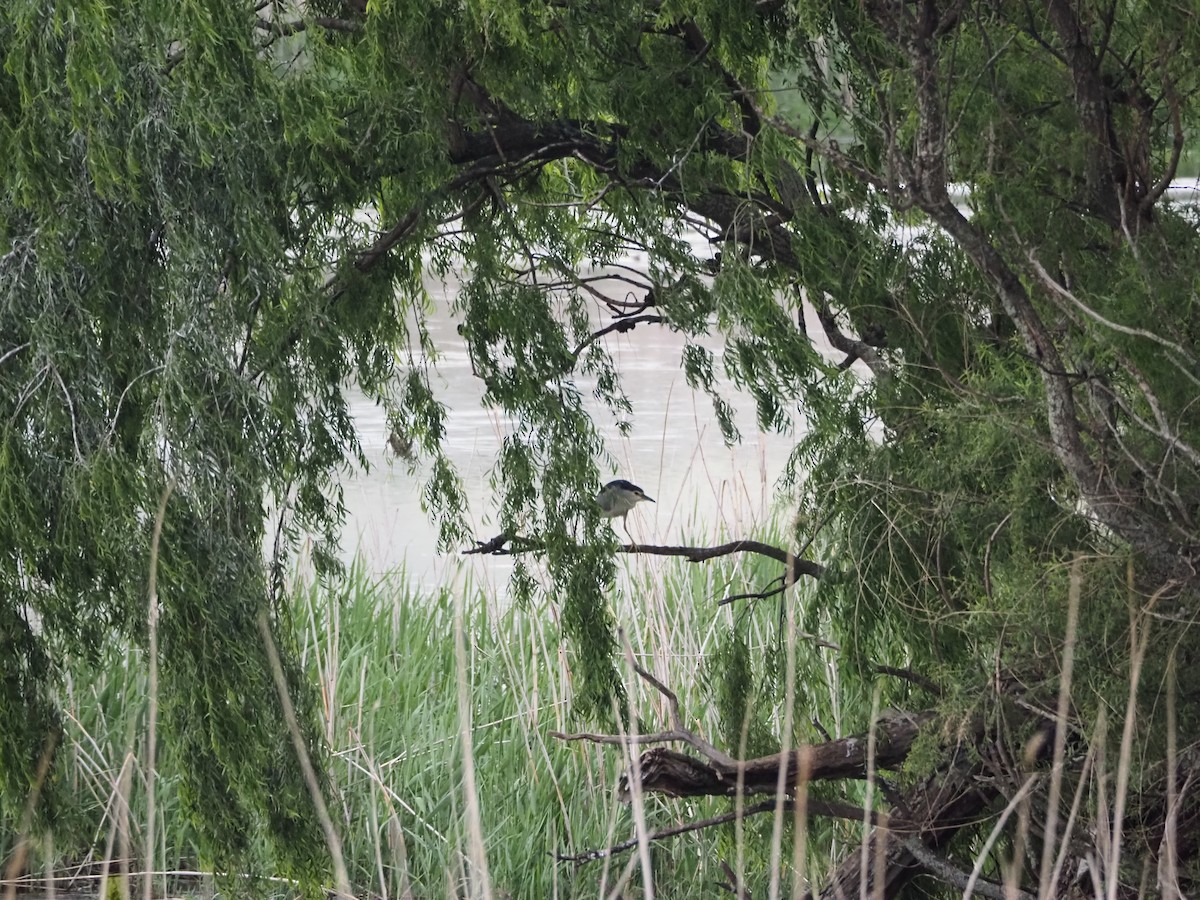 Black-crowned Night Heron - ML638513870
