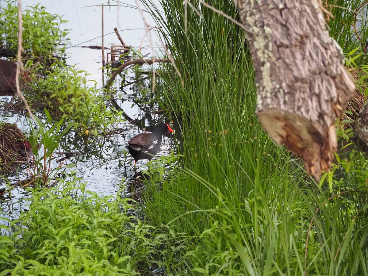 Eurasian Moorhen - ML638513878
