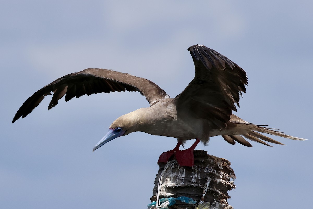 Red-footed Booby (Indopacific) - ML638513883