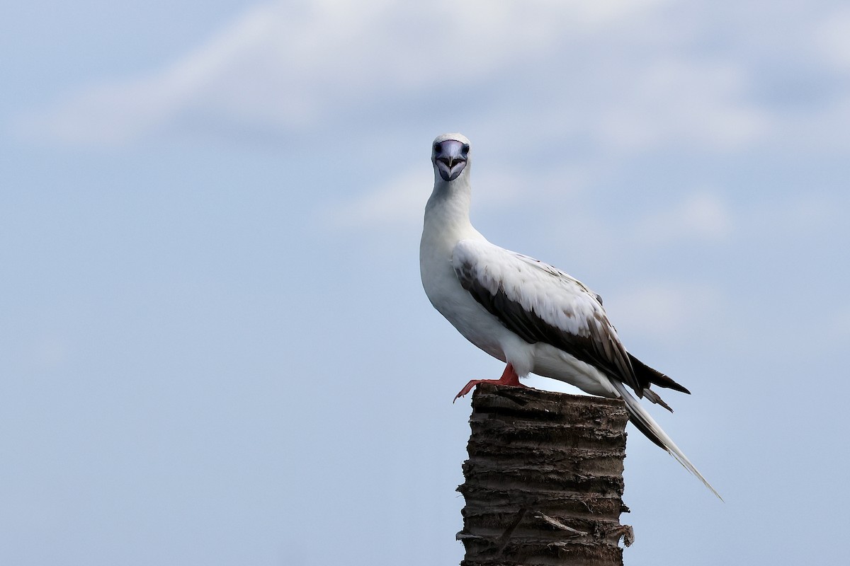Red-footed Booby (Indopacific) - ML638513884