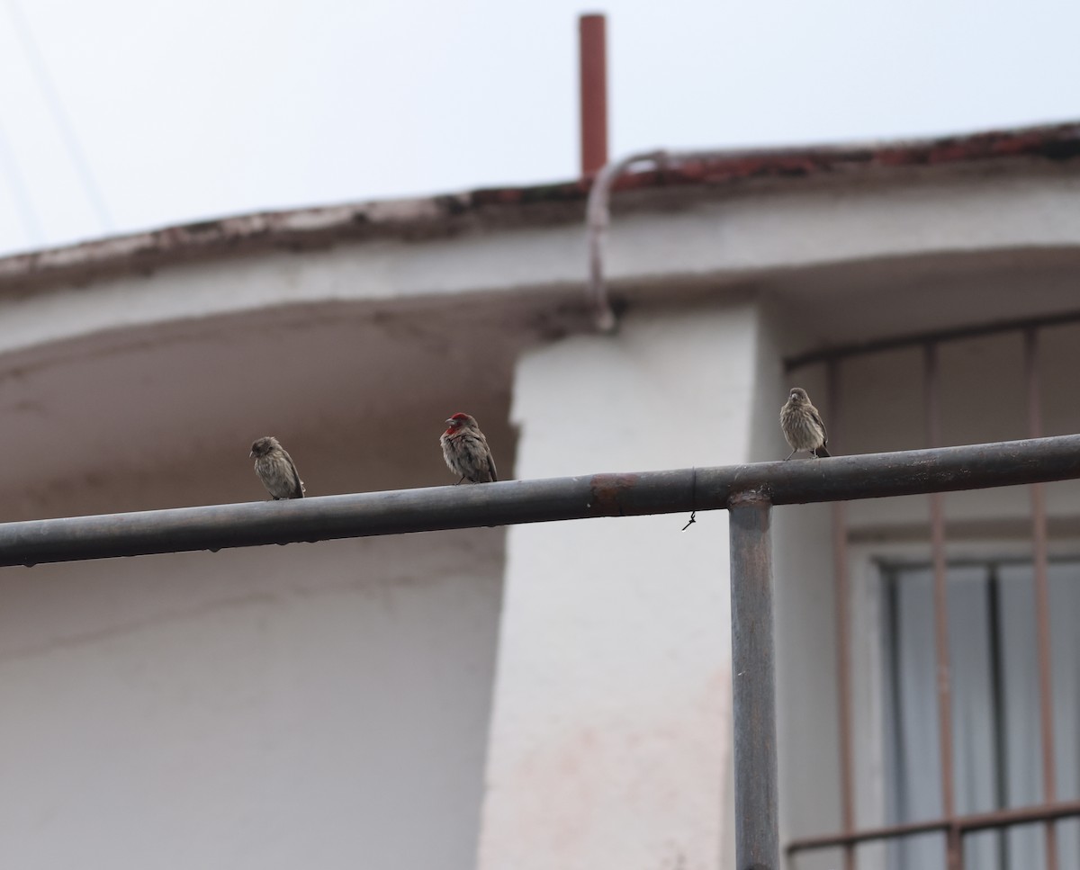 House Finch - ML638513948