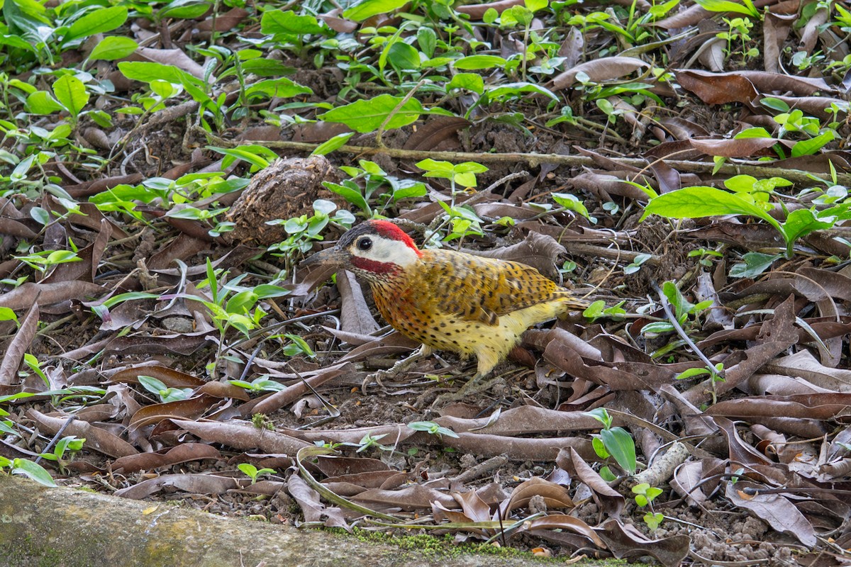 Spot-breasted Woodpecker - ML638513989