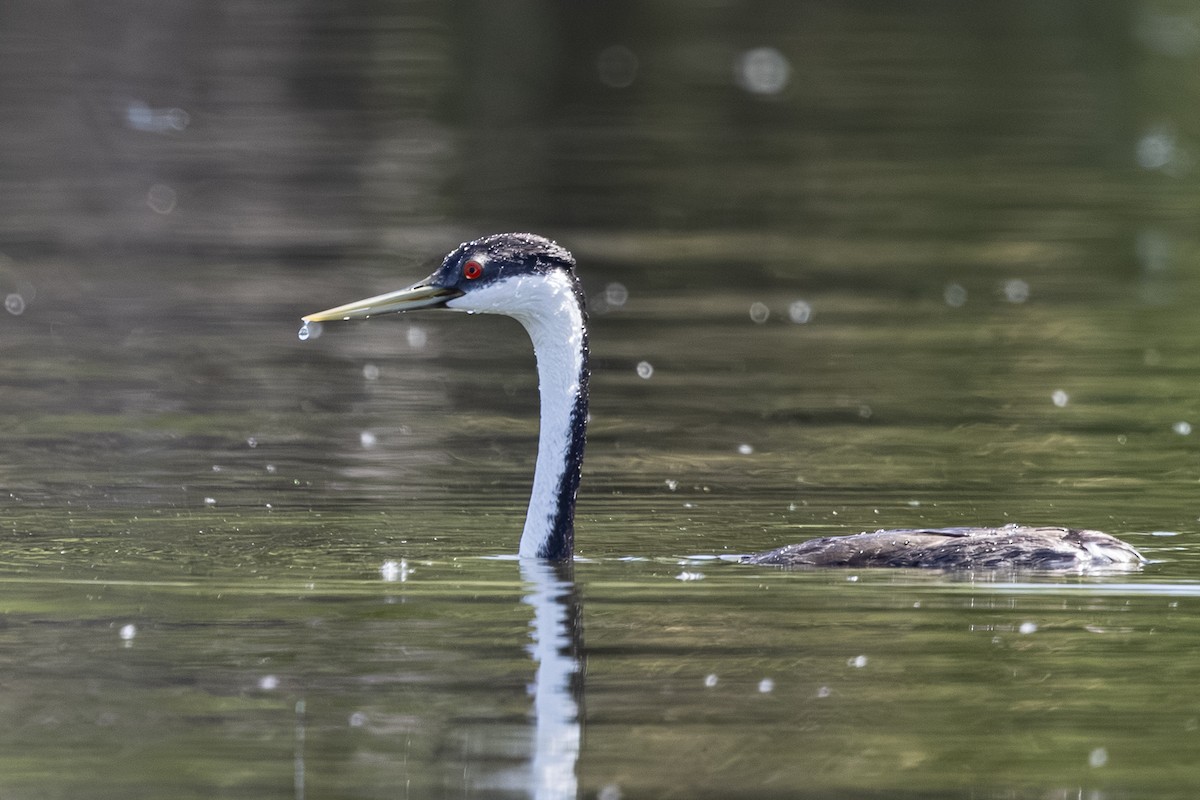 Western Grebe - ML638513990