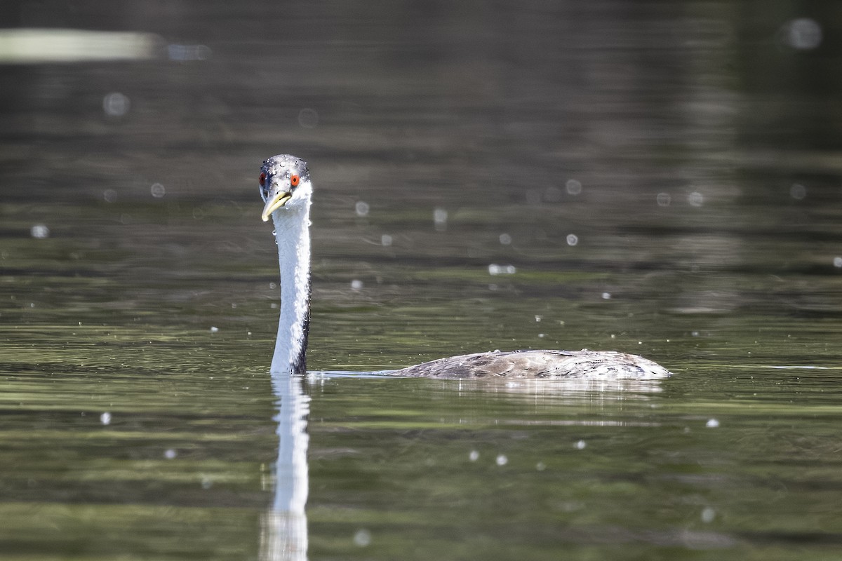 Western Grebe - ML638513991