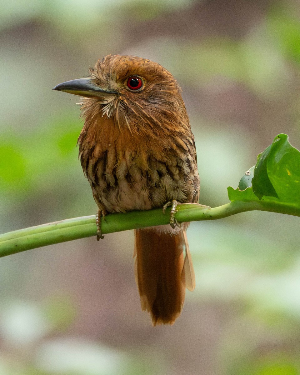White-whiskered Puffbird - ML638514023