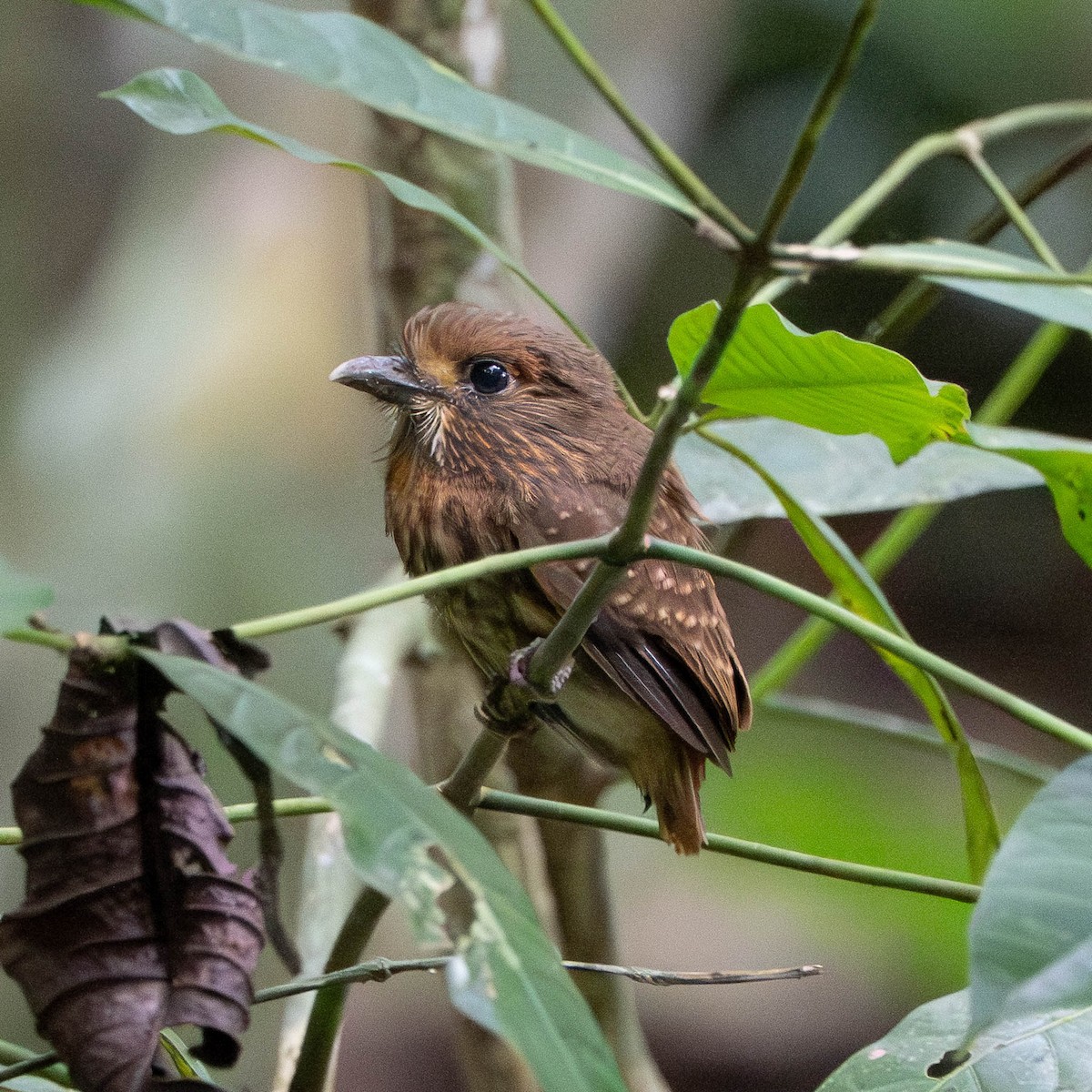 White-whiskered Puffbird - ML638514024