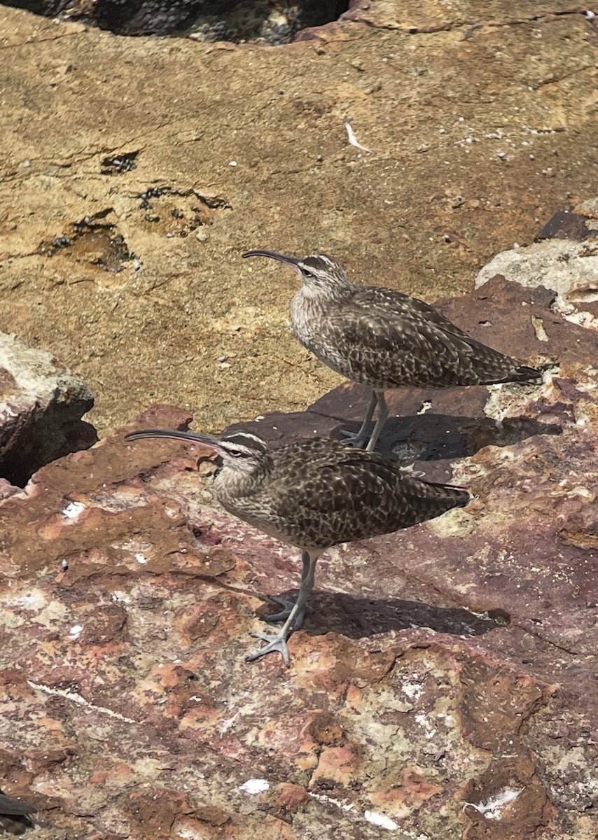 Whimbrel - ML638514094