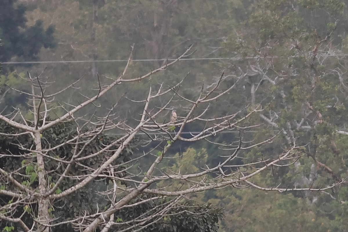 Brown Goshawk - ML638514096