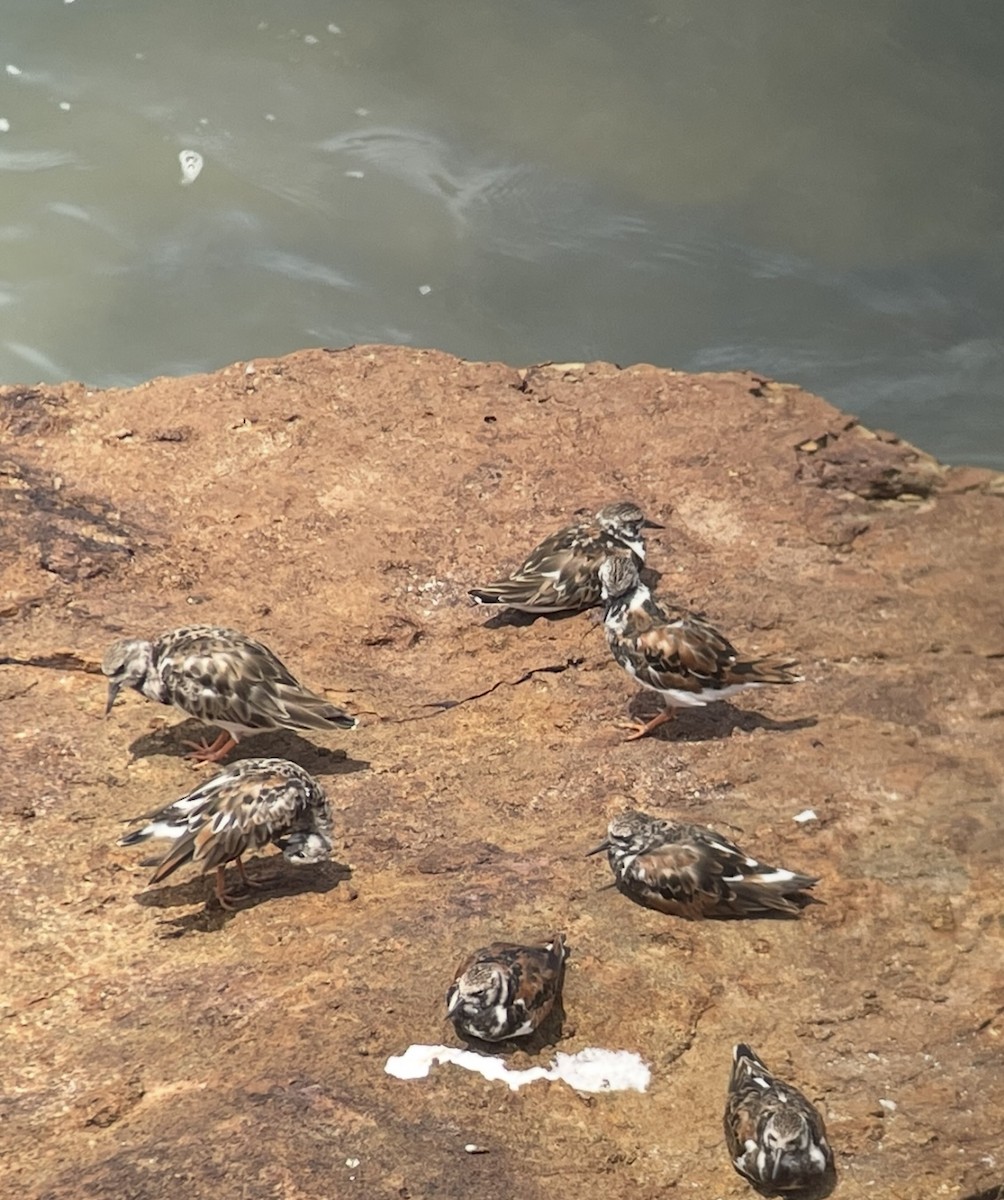 Ruddy Turnstone - ML638514097