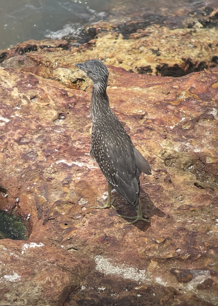 Yellow-crowned Night Heron - ML638514102