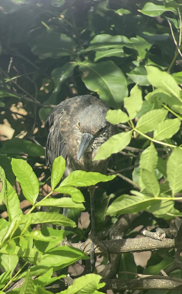 Yellow-crowned Night Heron - ML638514103