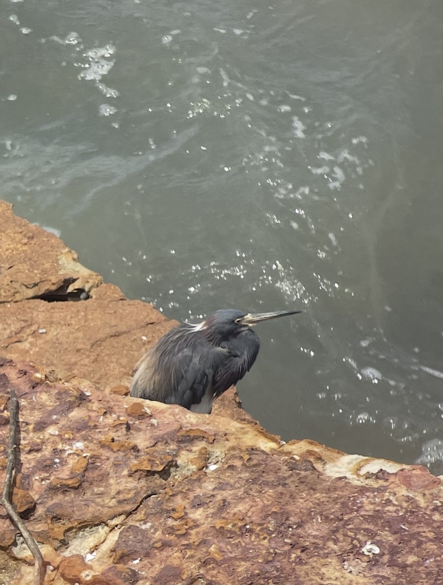 Tricolored Heron - ML638514110